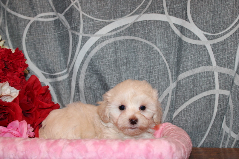 puppy, for, sale, Maltipoo, Matthew B. Stoltzfus, dog, breeder, Gap, PA, dog-breeder, puppy-for-sale, forsale, nearby, find, puppyfind, locator, puppylocator, aca